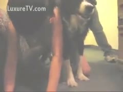 Cute pooch makes out with a sexually excited wife